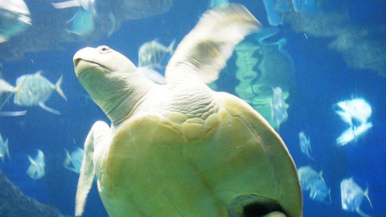 一只幼龟在水族馆内游弋 一只幼龟在水族馆内游弋