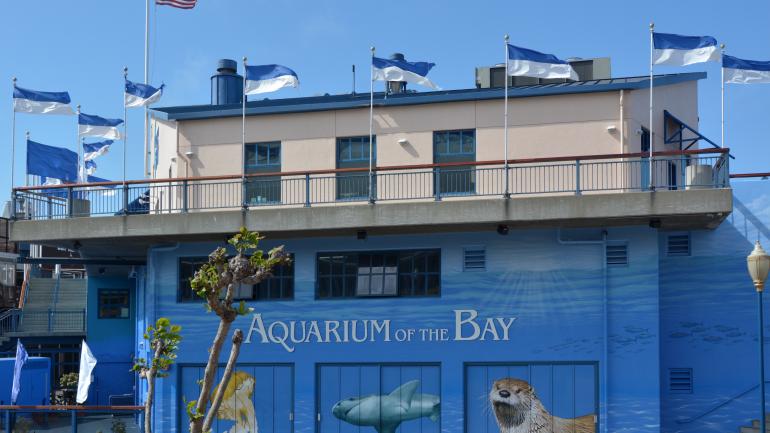 海湾水族馆外的一幅壁画 海湾水族馆外的一幅壁画