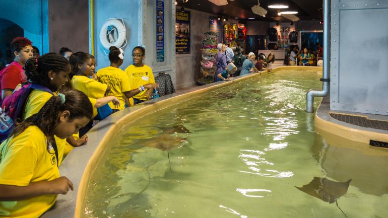 孩子们在黄貂鱼水族区域抚摸黄貂鱼 孩子们在黄貂鱼水族区域抚摸黄貂鱼