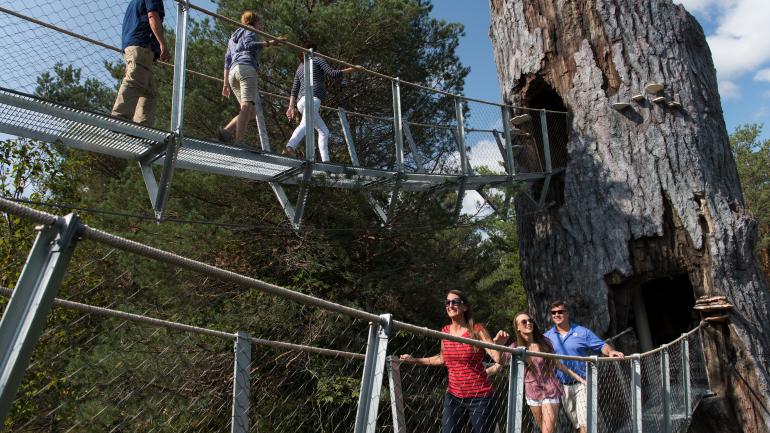野外中心内一座有趣的步行桥