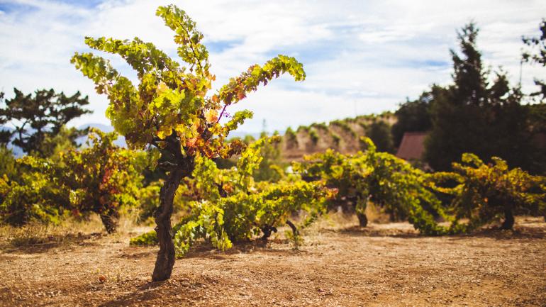 山脊酒庄的葡萄园 山脊酒庄的葡萄园