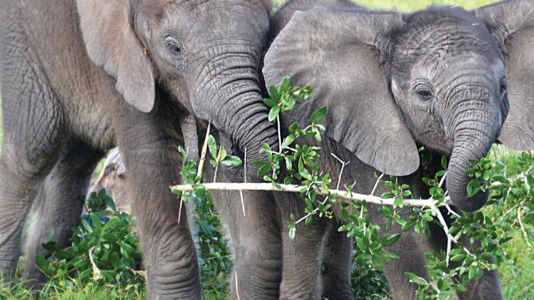 感受看大象吃树叶嬉戏的乐趣