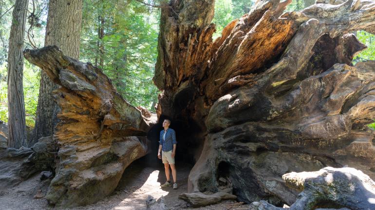 Redwoods Redwoods