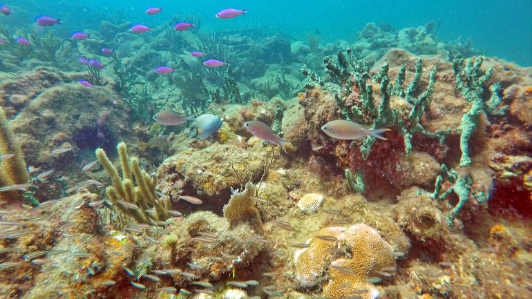带上你的潜水器具看一下壮观的海底世界