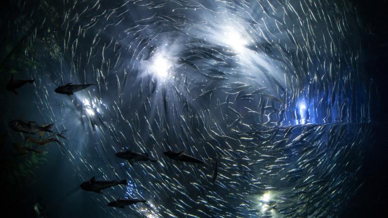 海底世界鱼群 海底世界鱼群