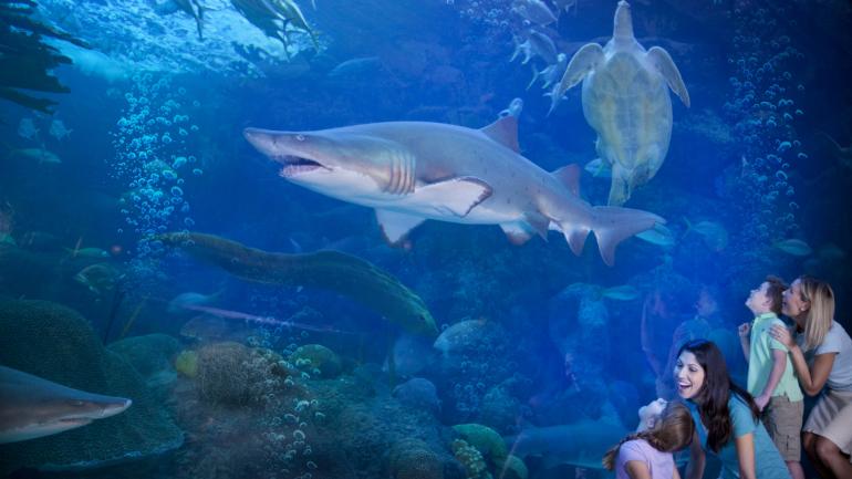 在佛罗里达水族馆看鲨鱼展的家庭 在佛罗里达水族馆看鲨鱼展的家庭