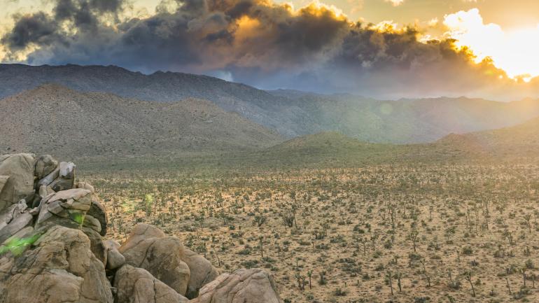 约书亚国家公园的沙漠