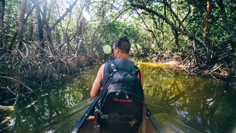 Everglades Everglades
