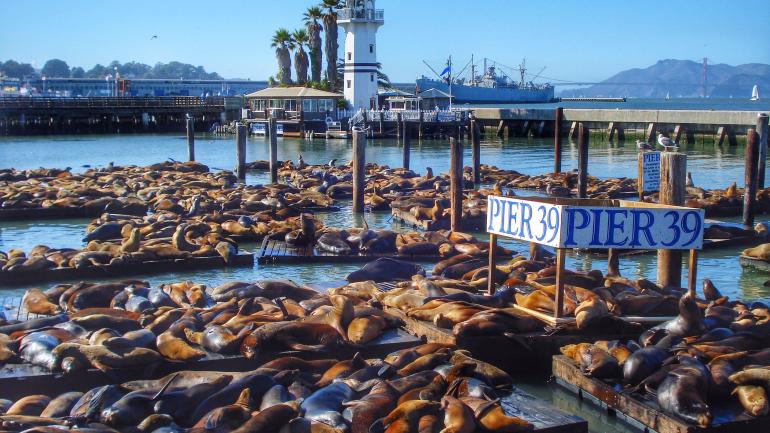 渔人码头的海狮 渔人码头的海狮