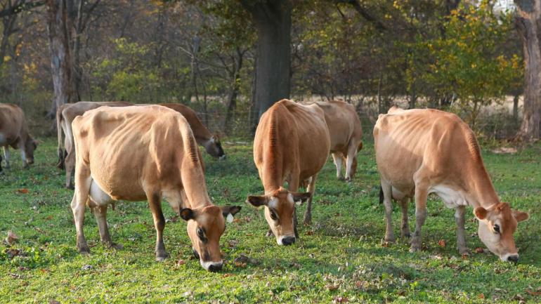 奶牛们在草地上吃草