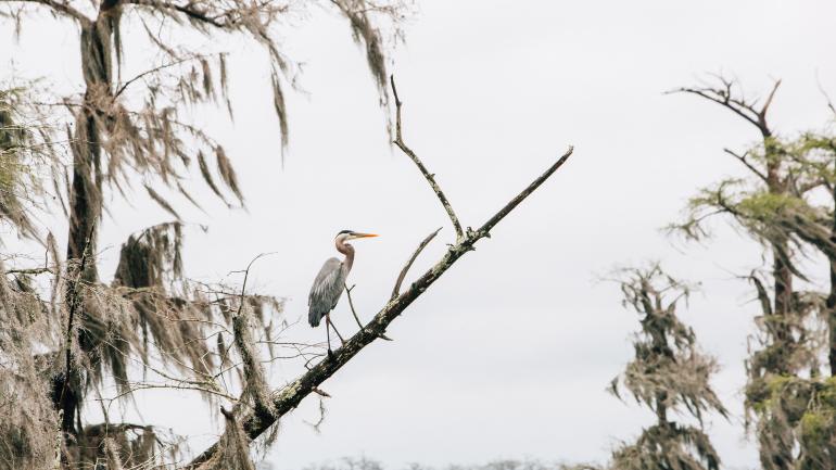 A great blue heron perched in a tree in one of the region’s preserves A great blue heron perched in a tree in one of the region’s preserves