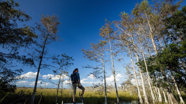沿木板道进入广阔的大沼泽地