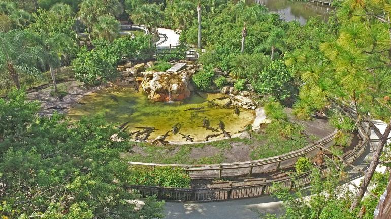 佛罗里达州奥兰多鳄鱼乐园中的一处鳄鱼栖息地 佛罗里达州奥兰多鳄鱼乐园中的一处鳄鱼栖息地