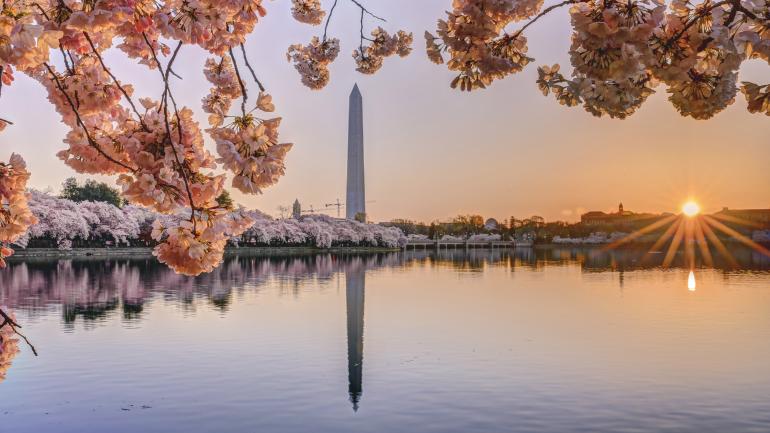 潮汐盆地两旁樱花映衬下的华盛顿纪念碑