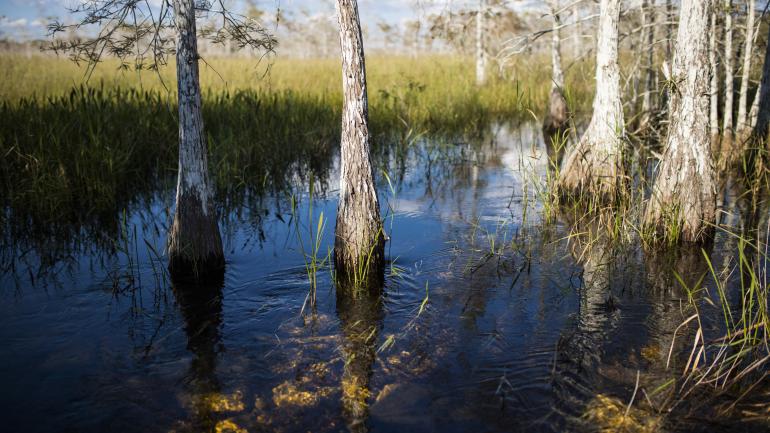 点缀在沼泽地景观中的大柏树，是令大柏树国家保护区得名的经典风貌