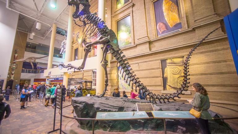 丹佛自然科学博物馆中展出的恐龙骨架