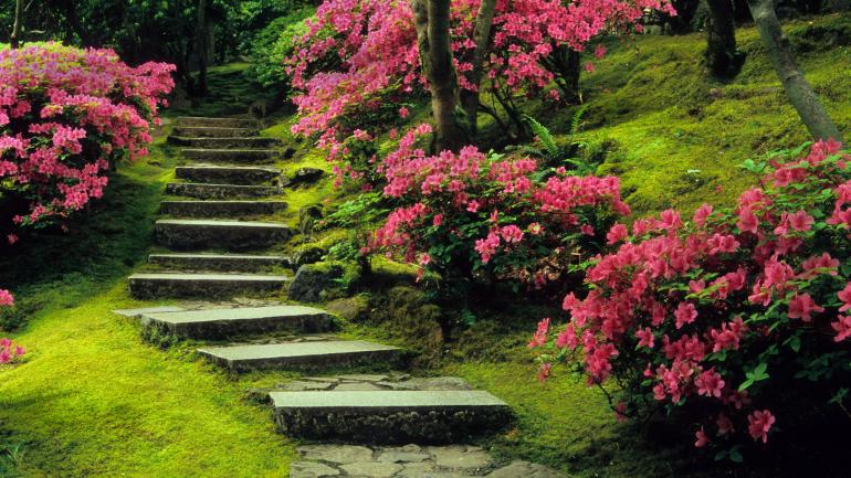 波特兰日本花园春天盛开的鲜花 波特兰日本花园春天盛开的鲜花