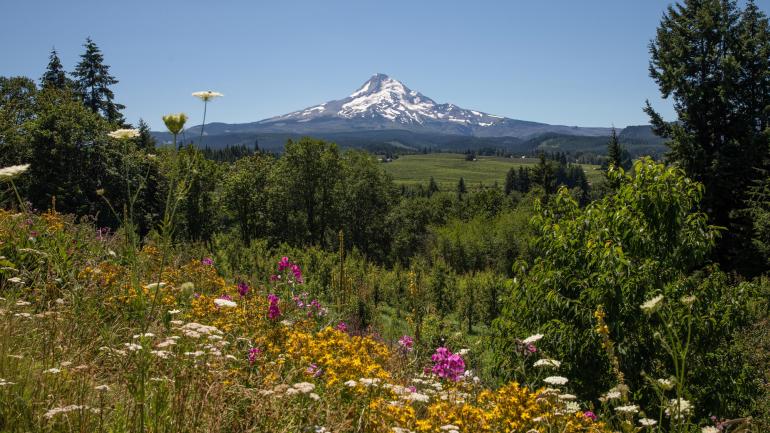 胡德山漫山遍野野花盛放的美景 胡德山漫山遍野野花盛放的美景