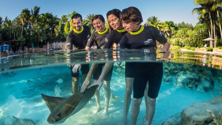 在 Discovery Cove® Orlando 与海洋生物互动 在 Discovery Cove® Orlando 与海洋生物互动