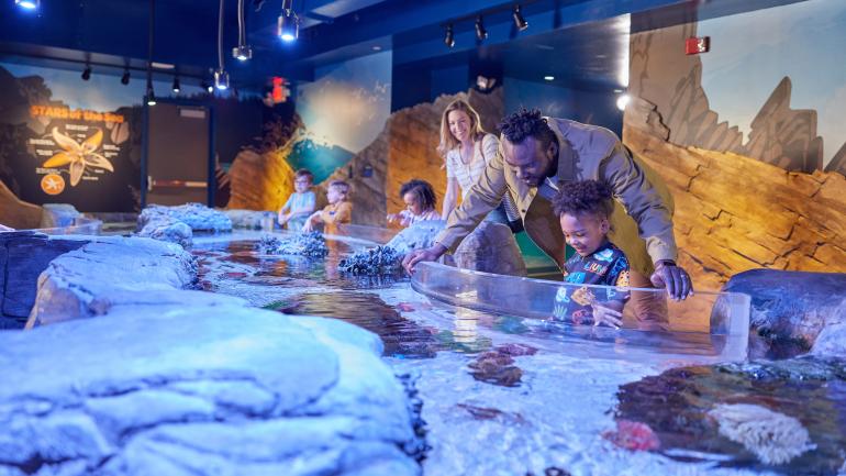 在 SEA LIFE 水族馆的太平洋西北岩池展馆中与海洋生物亲密接触 在 SEA LIFE 水族馆的太平洋西北岩池展馆中与海洋生物亲密接触