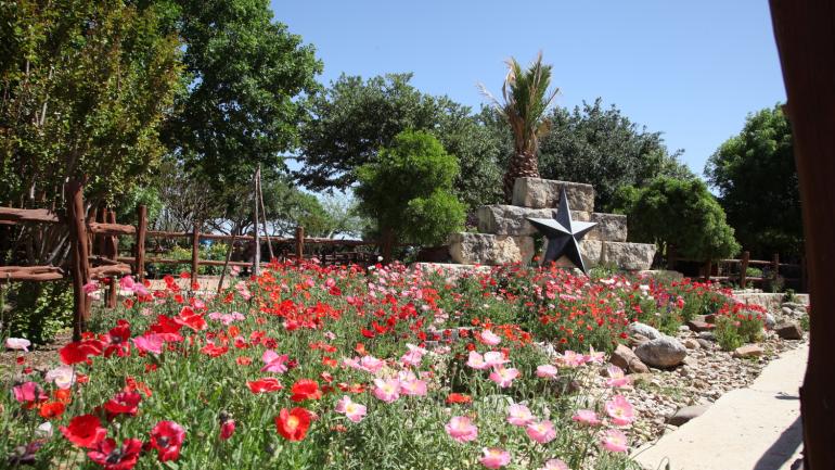 弗雷德里克堡 Wildseed Farms 农场生长着五颜六色的野花 弗雷德里克堡 Wildseed Farms 农场生长着五颜六色的野花