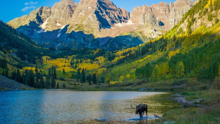 一只驼鹿在褐铃山环绕的褐铃湖 (Maroon Lake) 涉水前行 一只驼鹿在褐铃山环绕的褐铃湖 (Maroon Lake) 涉水前行