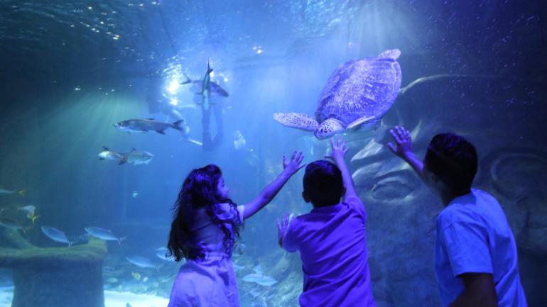 在奥兰多海洋生物水族馆观看海龟 在奥兰多海洋生物水族馆观看海龟