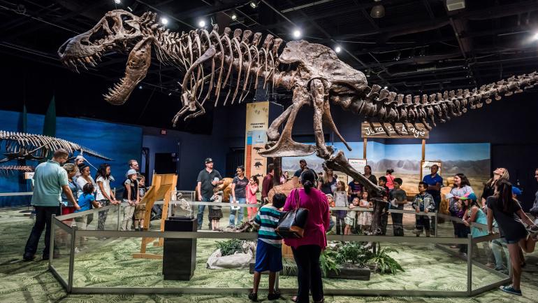 奥兰多科学中心的 DinoDigs 展览 奥兰多科学中心的 DinoDigs 展览