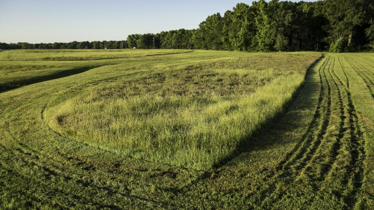 派厄尼镇附近波弗蒂角世界遗产地的古代土冢