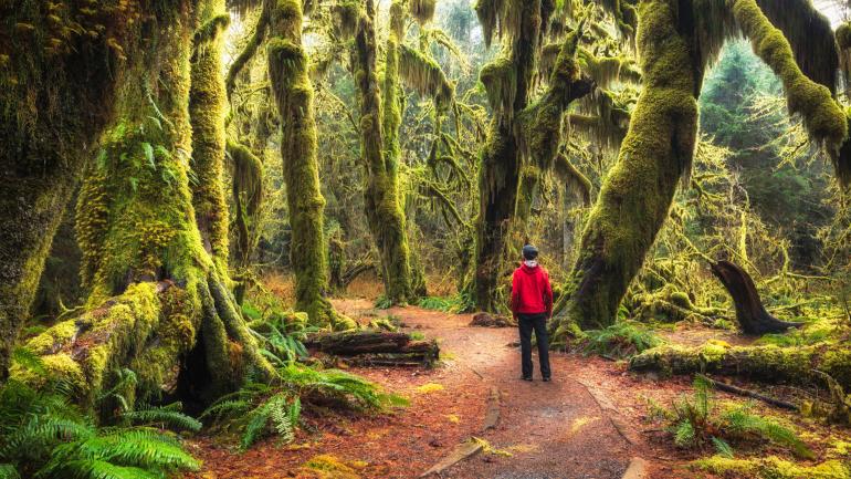 The Hoh Rainforest in Olympic National Park near Forks, Washington