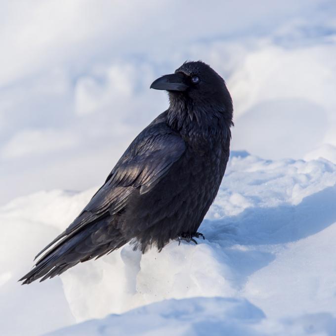 阿拉斯加州费尔班克斯一只雪地里的乌鸦