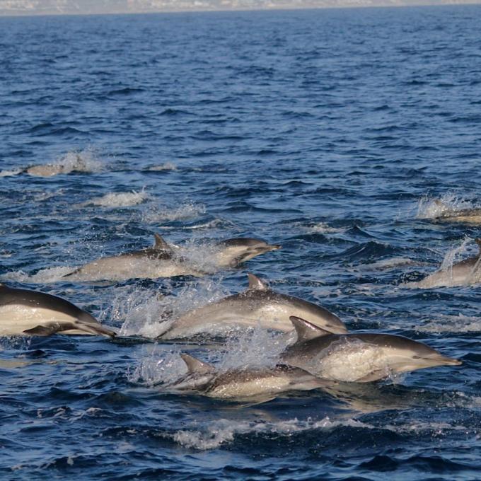 加利福尼亚州达纳点海岸一群游弋的海豚