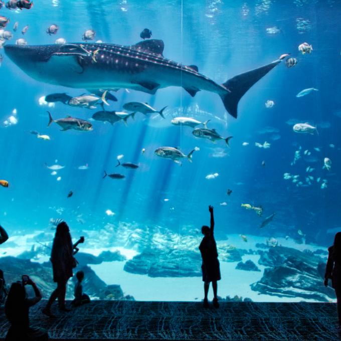 Children marveling at a whale shark in the Georgia Aquarium Children marveling at a whale shark in the Georgia Aquarium
