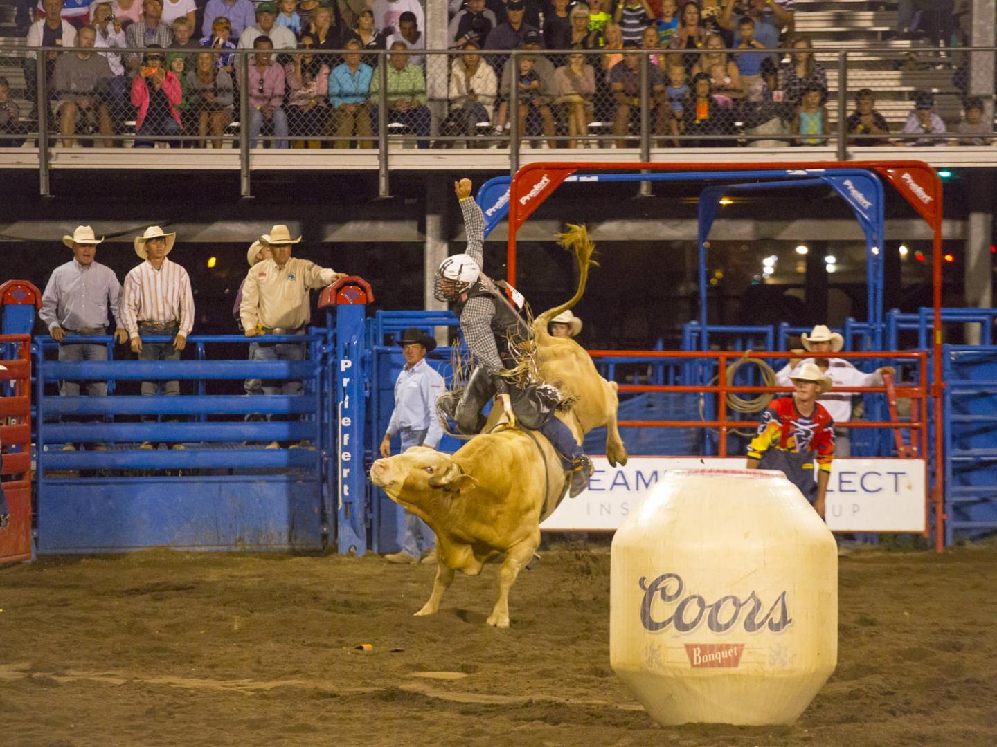 科罗拉多州斯廷博特斯普林斯举办的斯廷博特斯普林斯专业牛仔竞技秀上的骑牛活动