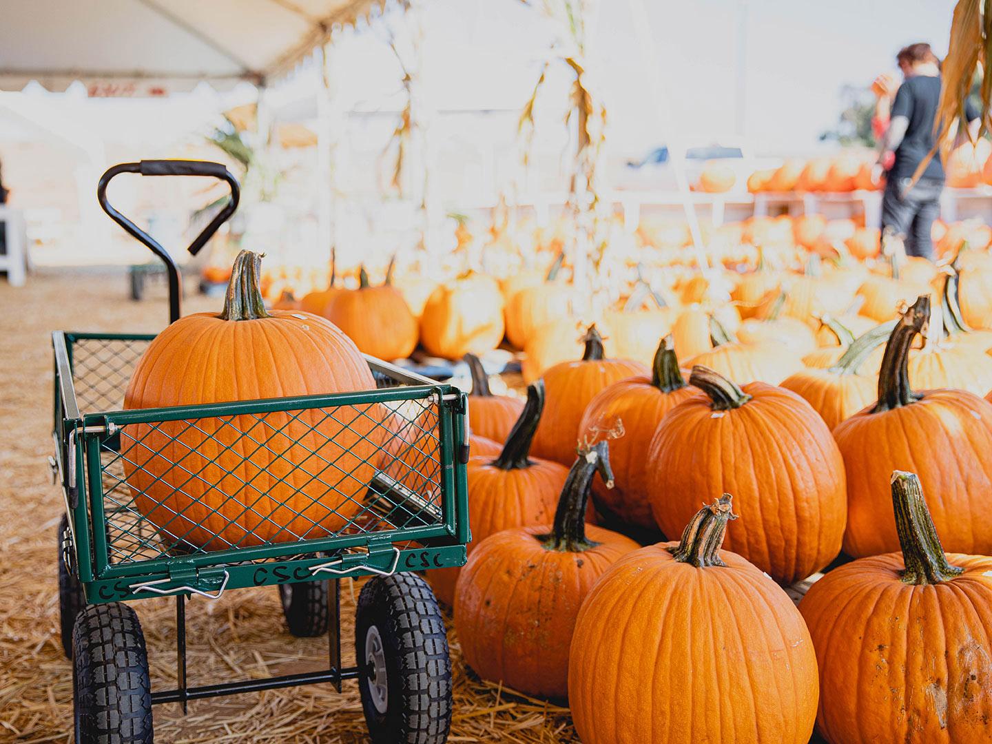 加利福尼亚州卡尔斯巴德秋季南瓜园的南瓜