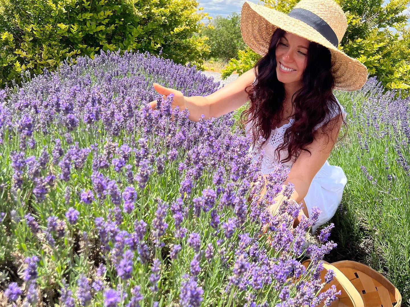 在科罗拉多州大章克申科罗拉多薰衣草节 (Colorado Lavender Festival) 上采摘薰衣草 在科罗拉多州大章克申科罗拉多薰衣草节 (Colorado Lavender Festival) 上采摘薰衣草