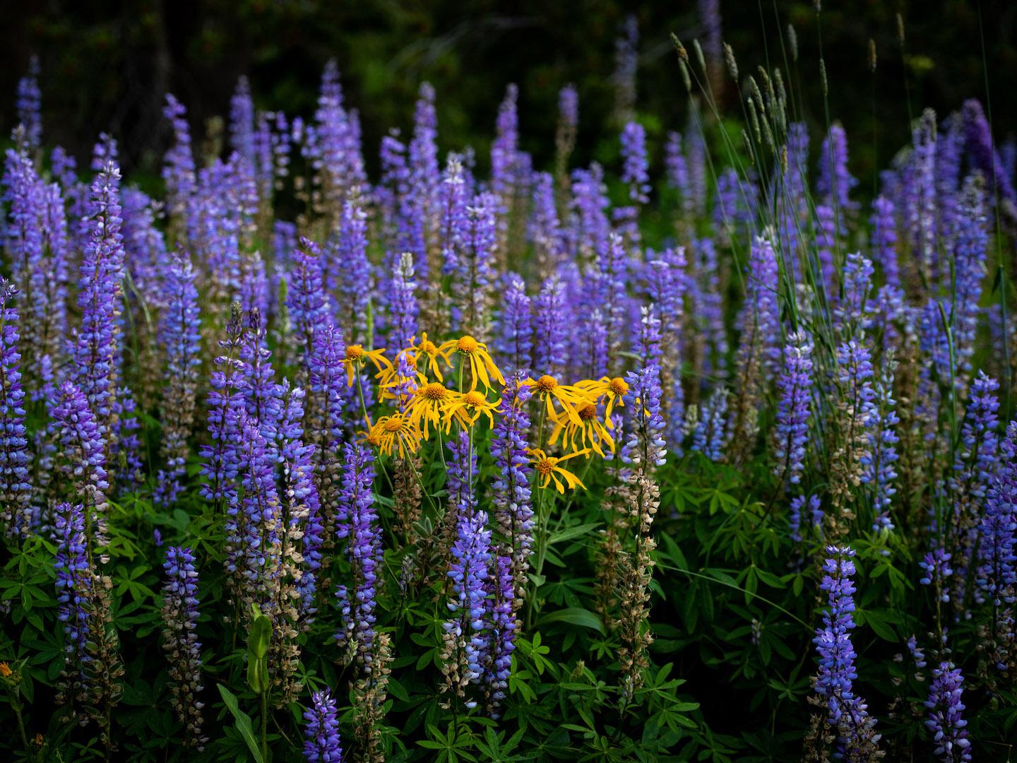 科罗拉多州克雷斯特德比特的斑斓野花