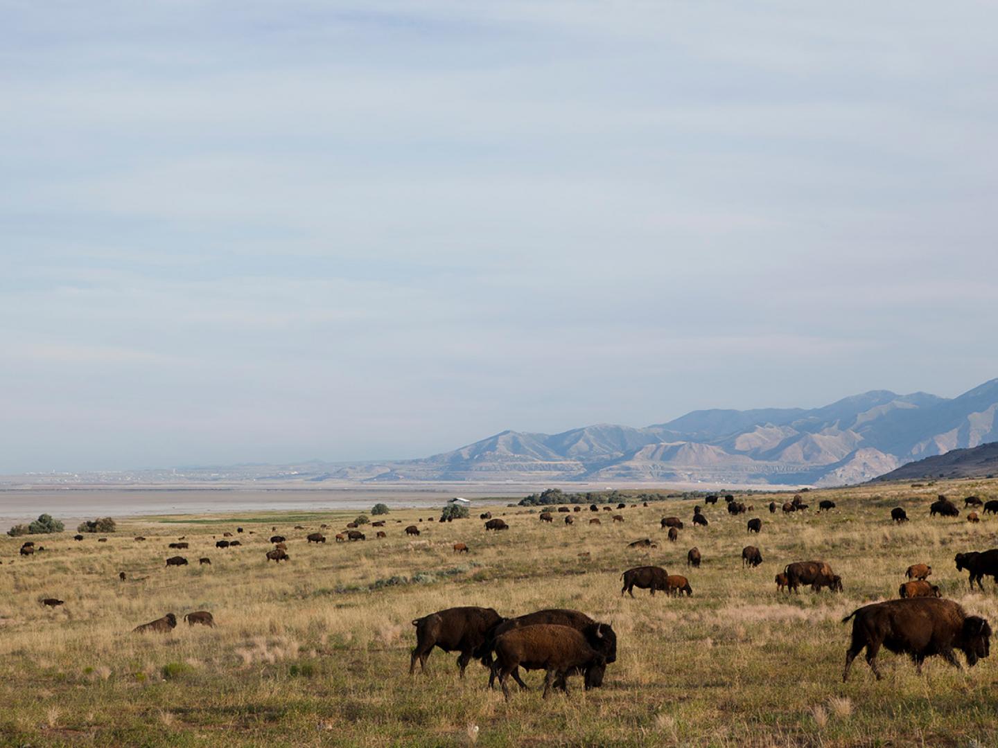 在犹他州羚羊岛州立公园悠闲吃草的野牛