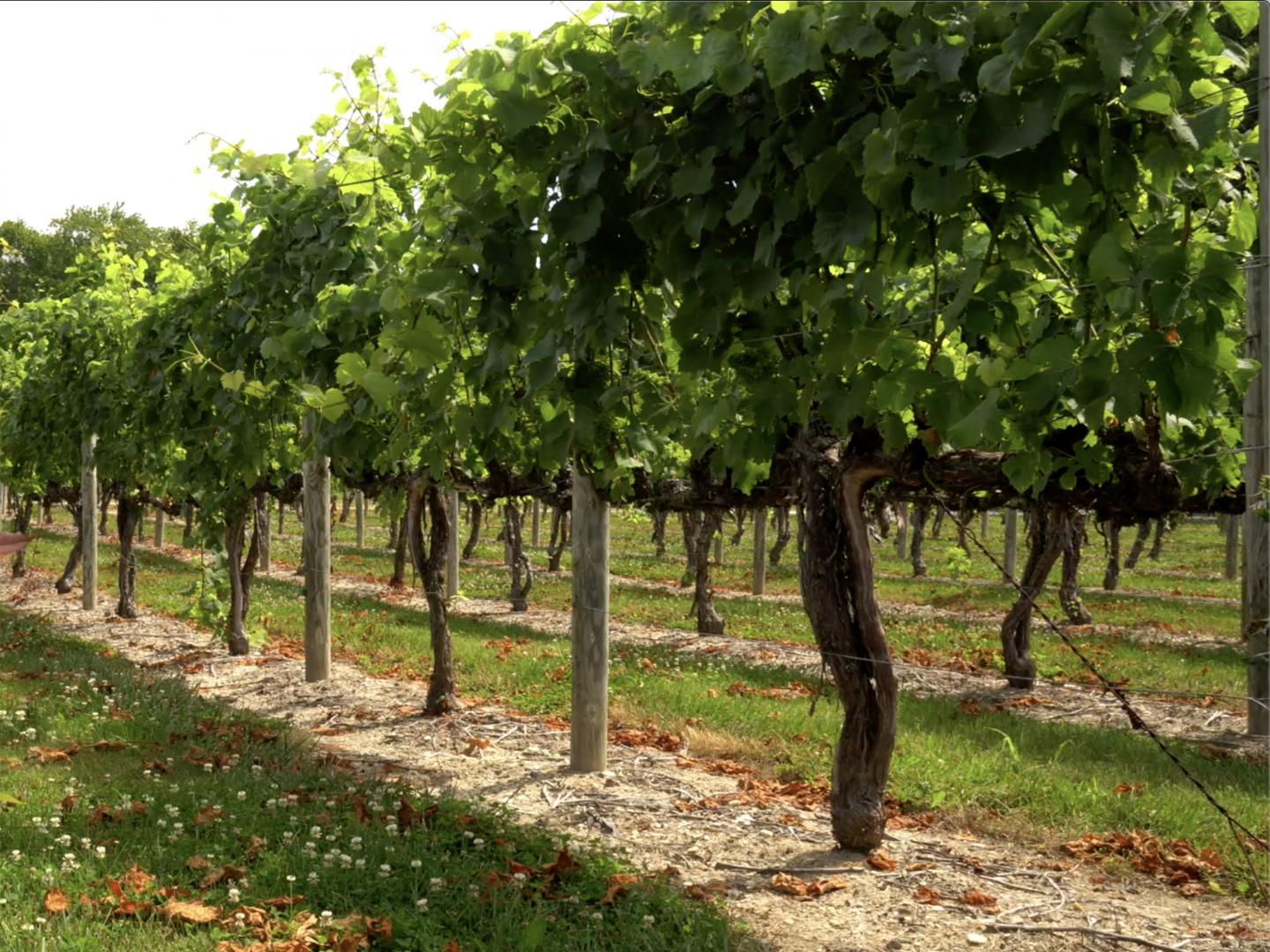 南新泽西州葡萄酒和啤酒小径沿线的一处葡萄园