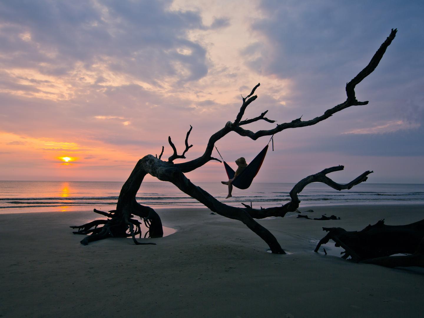 佐治亚州吉柯岛的漂流木海滩