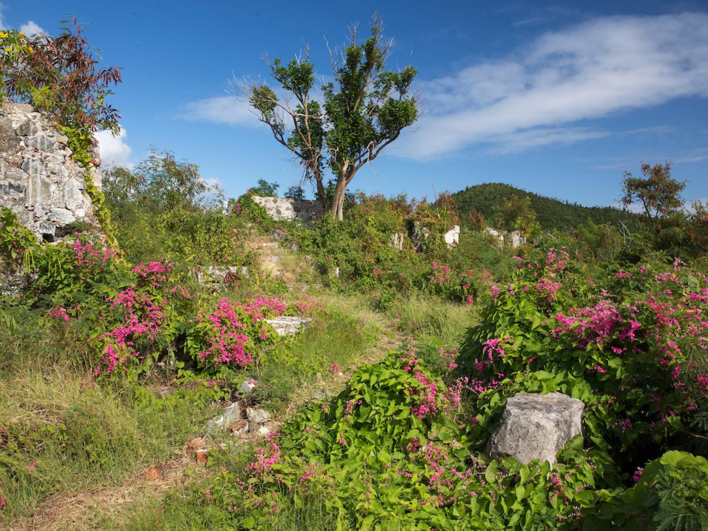 美属维尔京群岛国家公园鲜花环绕的徒步小径