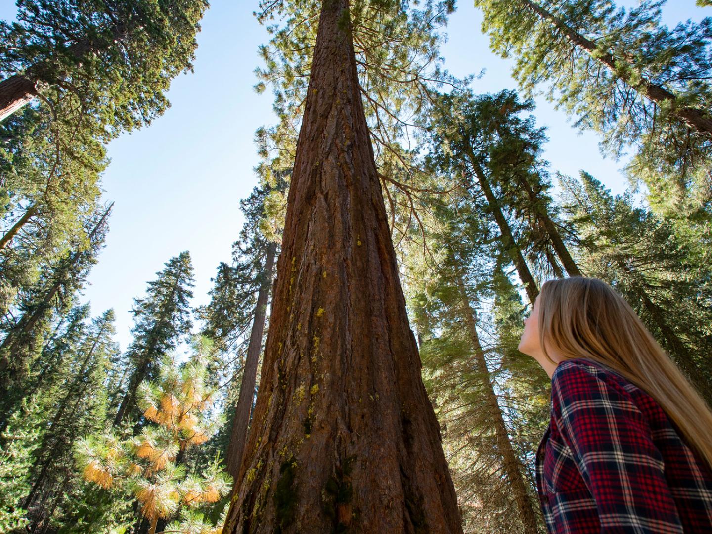 在加利福尼亚州优胜美地国家公园欣赏马里波萨县巨型红杉丛 在加利福尼亚州优胜美地国家公园欣赏马里波萨县巨型红杉丛
