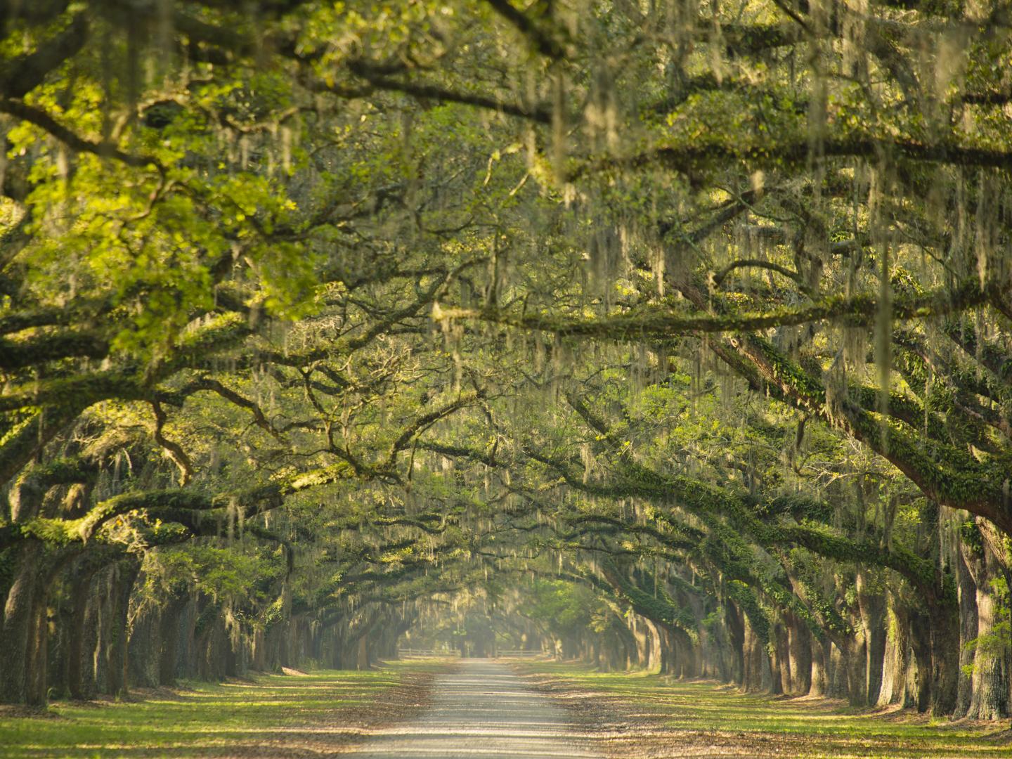 佐治亚州萨凡纳沃尔姆斯罗州立历史遗迹的橡树林荫小道入口
