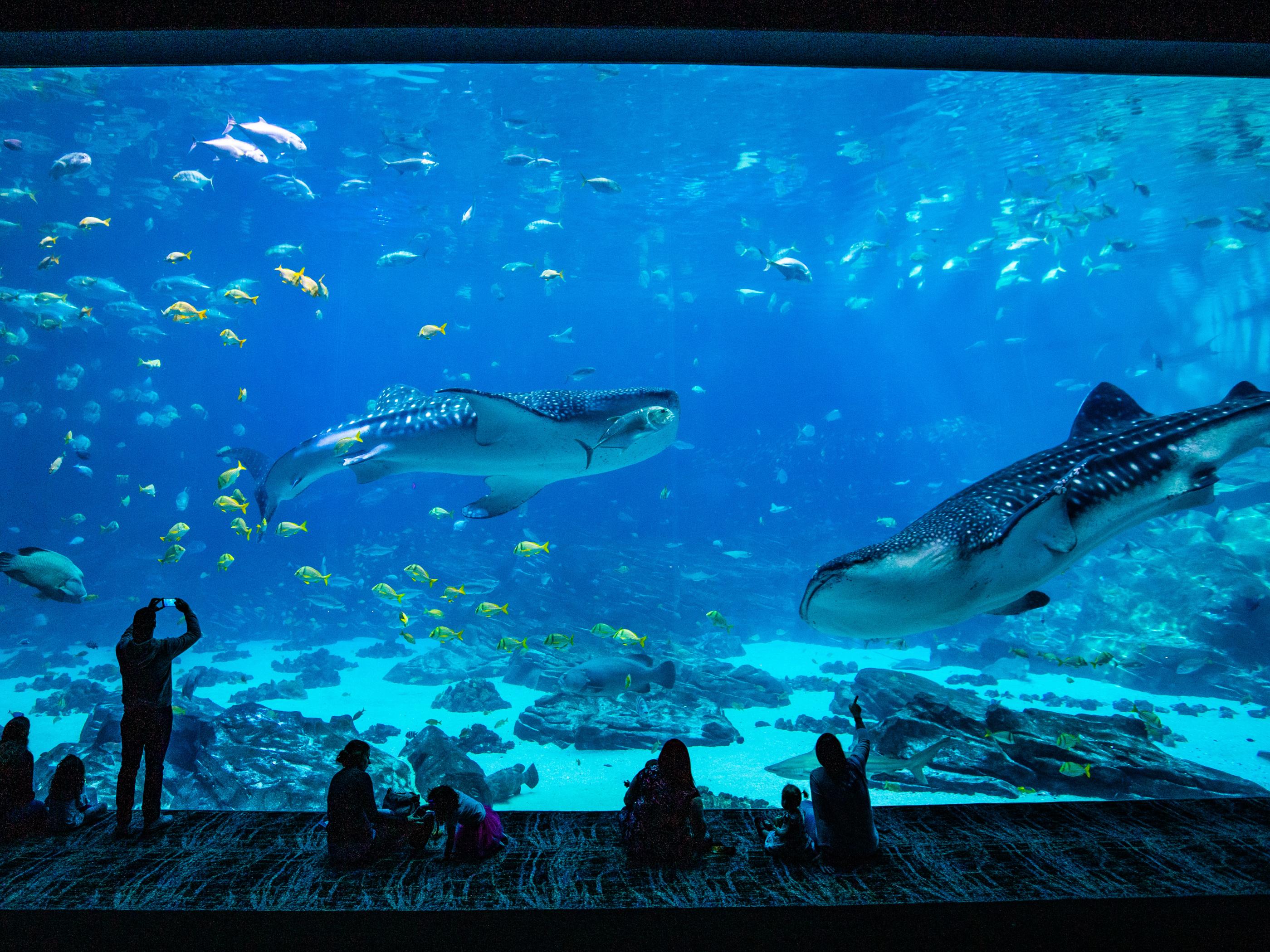 The Georgia Aquarium in Atlanta The Georgia Aquarium in Atlanta