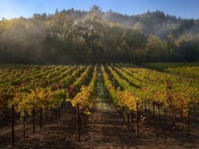 晨雾萦绕着弗雷斯特维尔附近的葡萄园 晨雾萦绕着弗雷斯特维尔附近的葡萄园