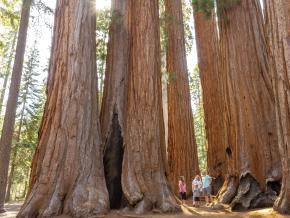 一家人对美洲杉国家公园 (Sequoia National Park) 的巨型林木感到震撼不已