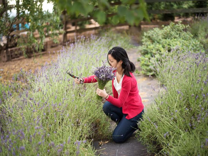 在俄勒冈州希尔斯伯勒的 Helvetia 薰衣草节上采摘薰衣草