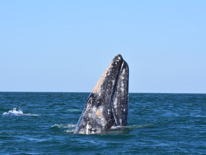 加利福尼亚州奥克斯纳德海岸边的鲸鱼掠影