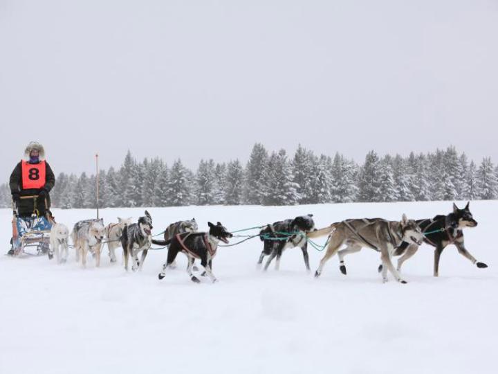 蒙大拿州西黄石，一群赶狗拉雪橇的人为一队雪橇犬加油喝彩。