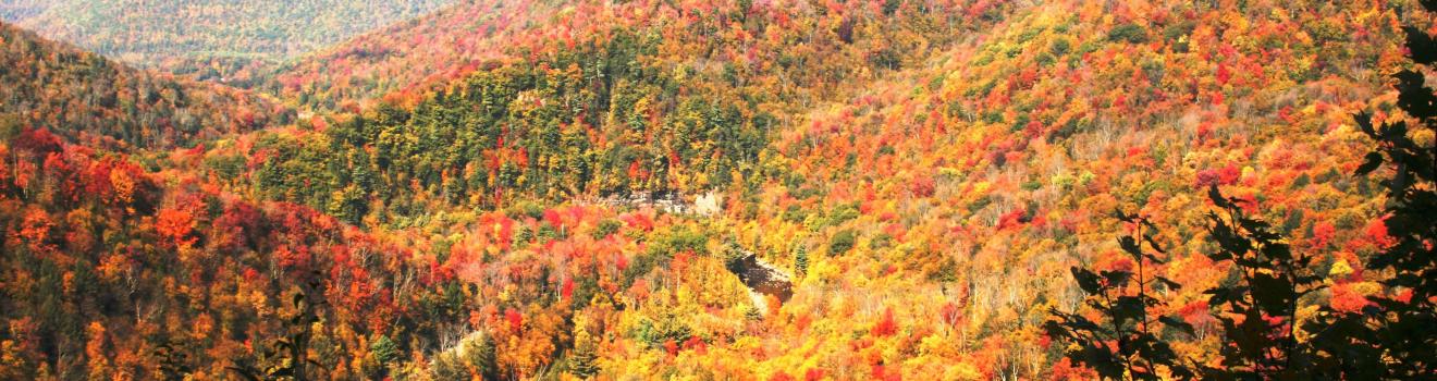 宾夕法尼亚州沙利文县 Worlds End State Park 州立公园 Loyalsock Canyon Vista 观景台的秋日美景 宾夕法尼亚州沙利文县 Worlds End State Park 州立公园 Loyalsock Canyon Vista 观景台的秋日美景